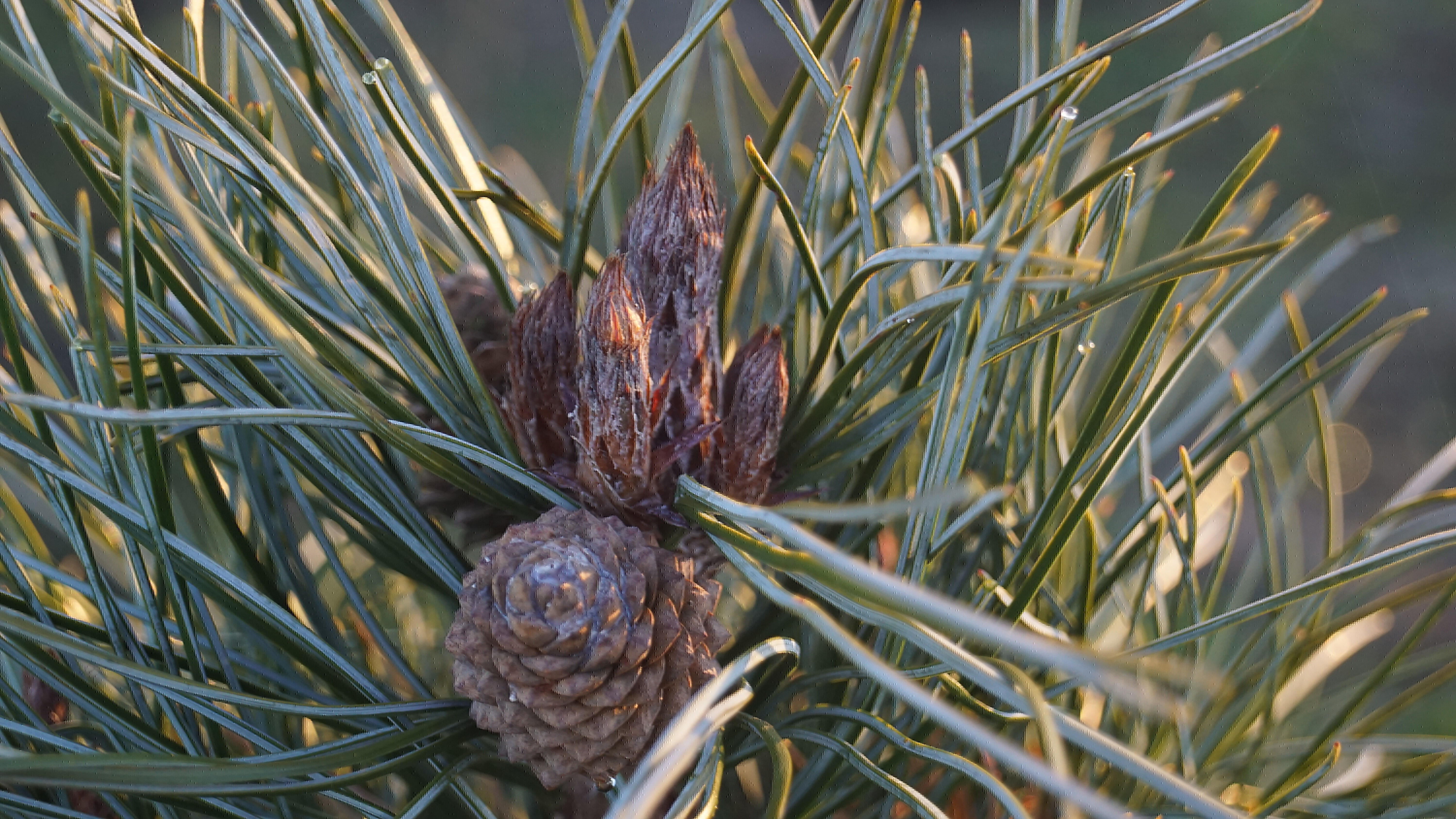 Pinus koraiensis 'Silveray' (3)